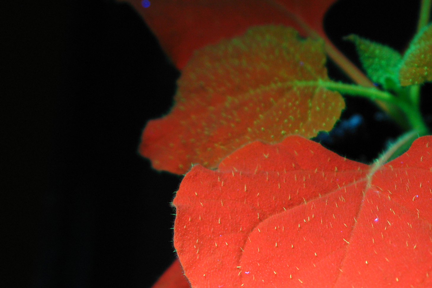 Nicotiana benthamina chlorophyll autofluorescence