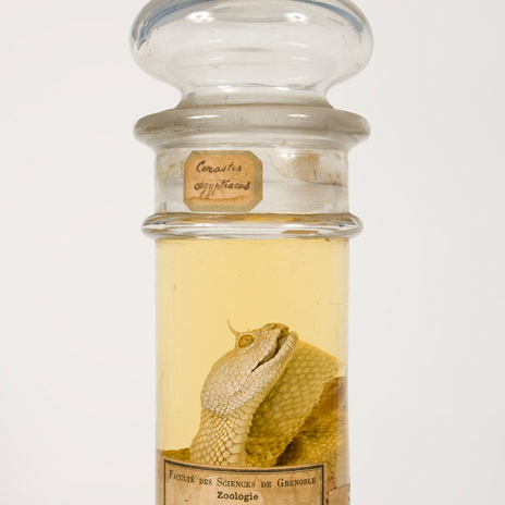 Cerastes cerastes (vipère à cornes) en fluide