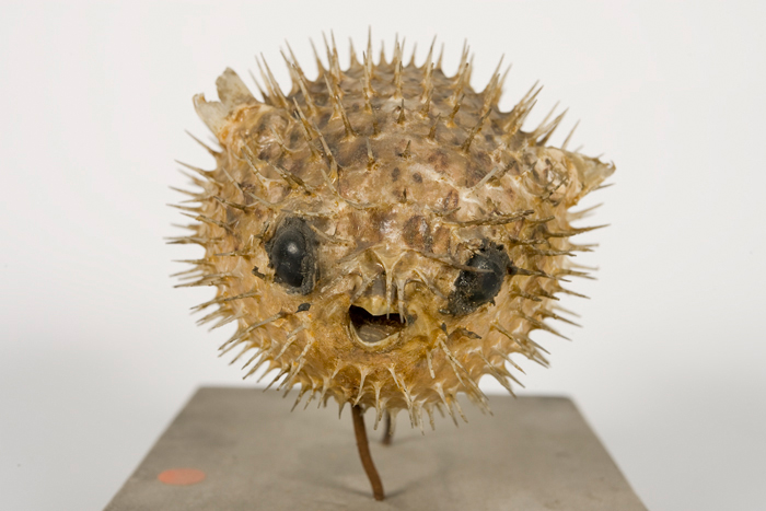 Diodon sp. (poisson-hérisson) naturalisé