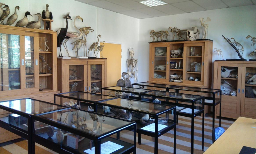 La collection de zoologie aujourd'hui